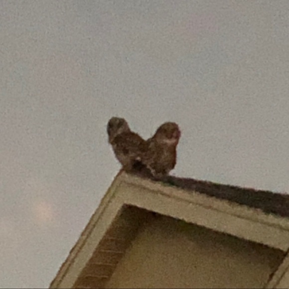 Meet your Posher, Marisol - Picture 1 of 1